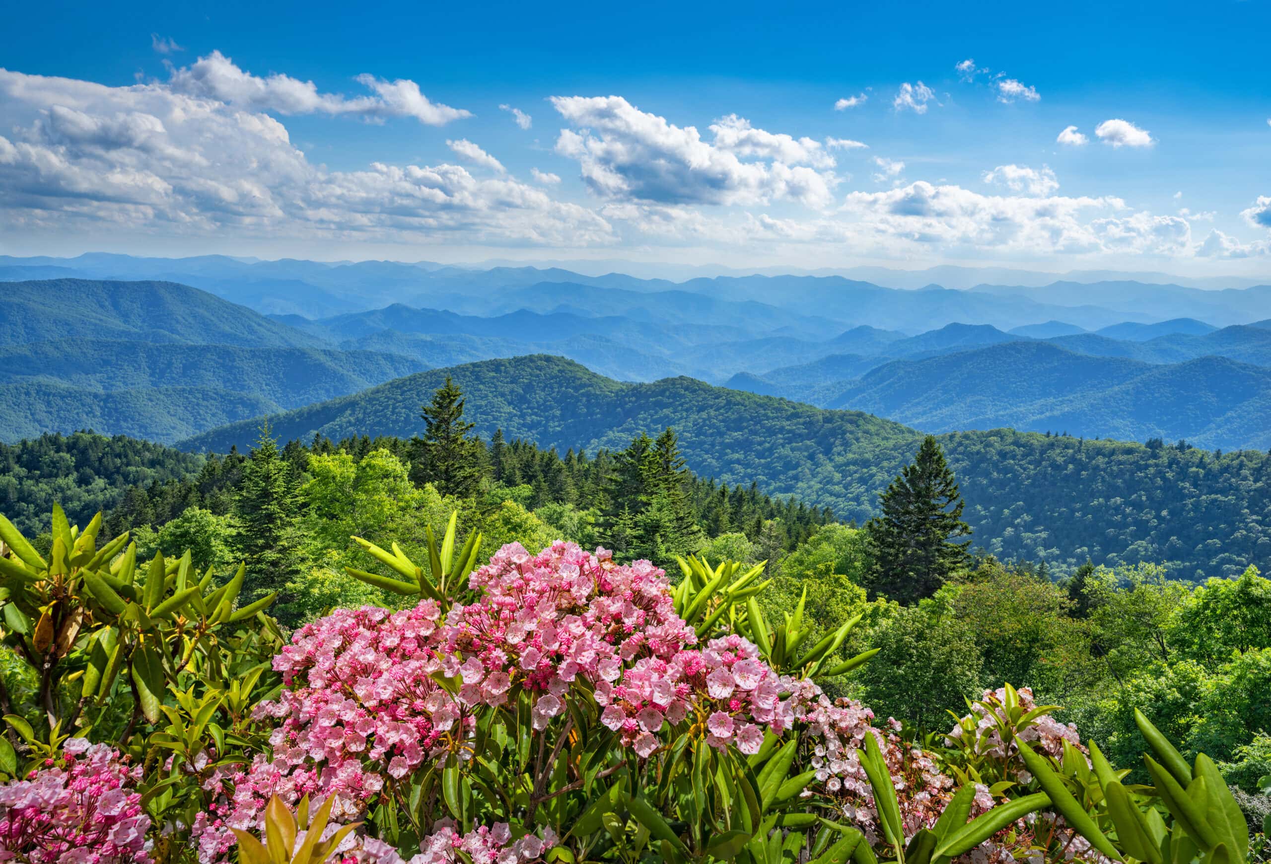 Planning a spring trip to the Smoky Mountains? Discover 2026 festivals, wildflower hikes, Dollywood’s Flower & Food Festival, scenic drives, waterfalls, and more in this complete spring guide.